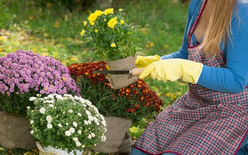 Choosing suitable plants for local Manorpark garden conditions