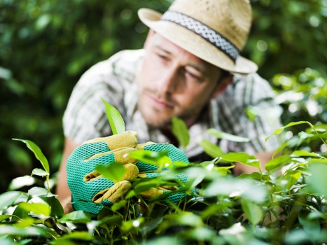 Treating lawn problems such as moss and patchy grass in Manorpark